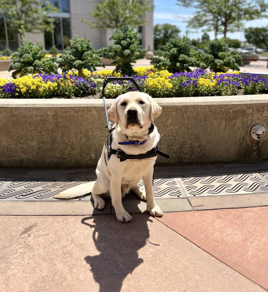 Service Dog Training Program Love in the Lead Service Dogs