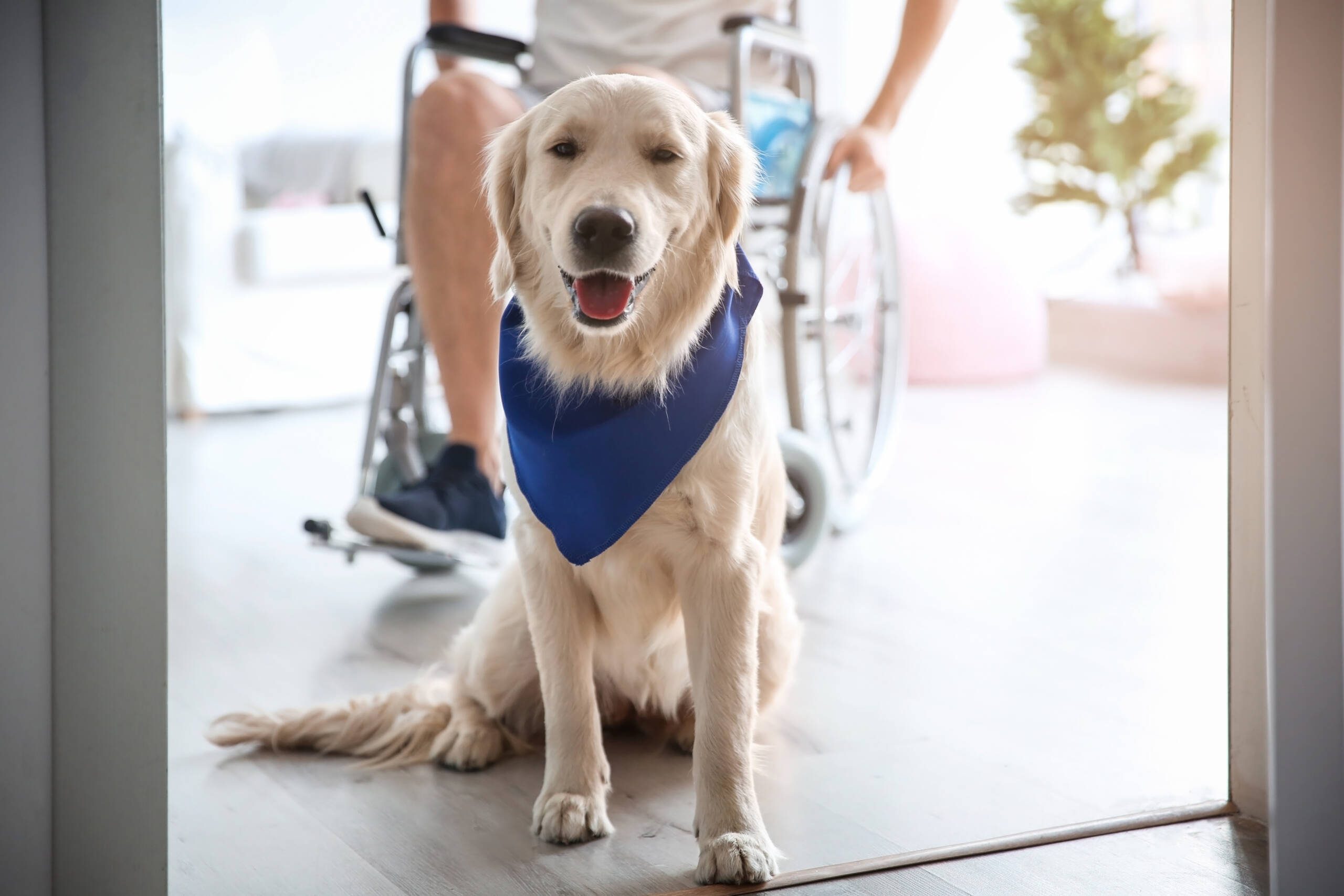 Mobility Assistance Service Dogs